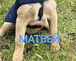 Собаки в Москве: Щенки ищут дом Мальчик, Бесплатно - фото 2