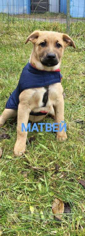 Собаки в Москве: Щенки ищут дом Мальчик, Бесплатно - фото 2