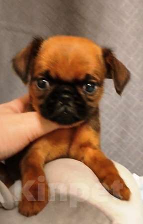 Собаки в Москве: брабансон малыш рыженький Мальчик, 45 000 руб. - фото 4