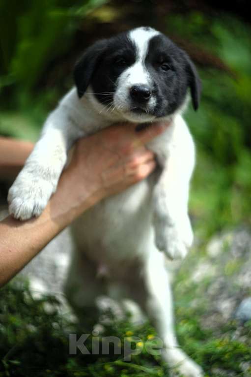 Собаки в Москве: Очаровательные разноцветные малыши-карандаши в дар Мальчик, 1 руб. - фото 7