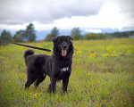 Собаки в Наро-Фоминске: Стен, привит, кастрирован. В самые добрые руки. Мальчик, Бесплатно - фото 7