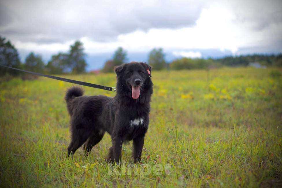 Собаки в Наро-Фоминске: Стен, привит, кастрирован. В самые добрые руки. Мальчик, Бесплатно - фото 7