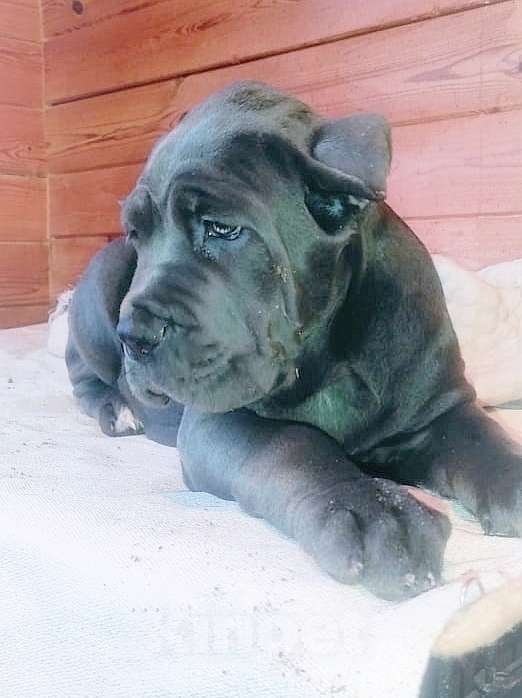 Собаки в Москве: Девочка кане корсо Голубого окраса. Девочка, 80 000 руб. - фото 2