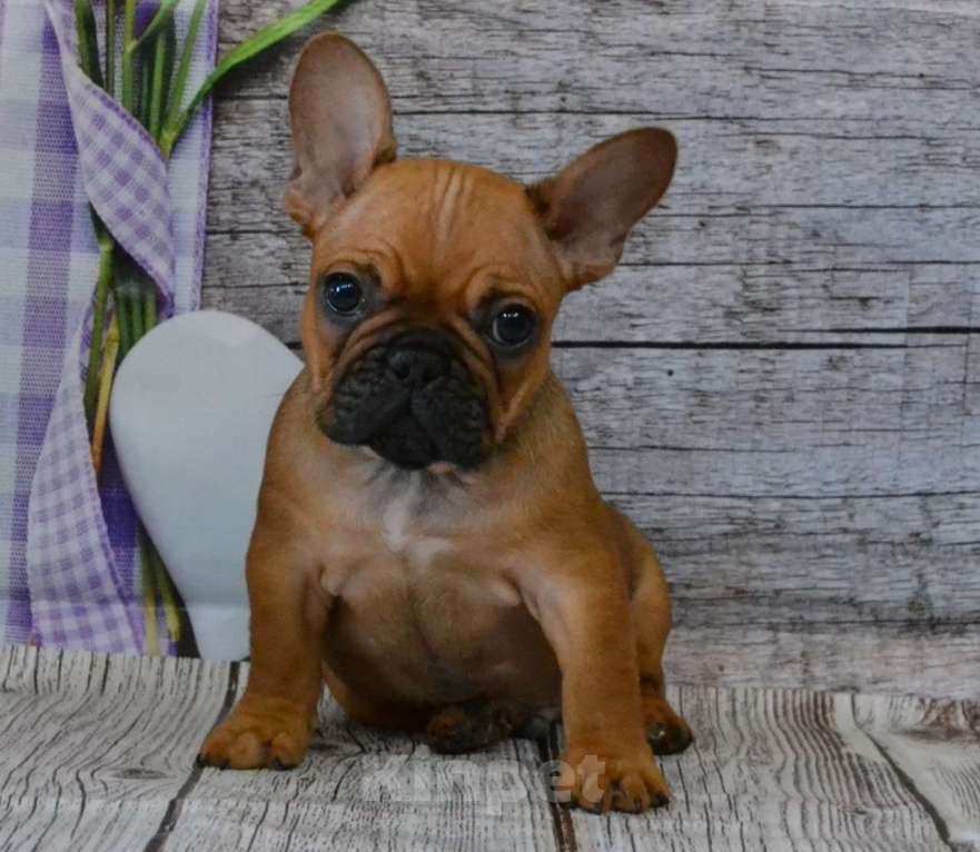 Собаки в Ореховом-Зуево: Огненный парень Мальчик, 85 000 руб. - фото 1