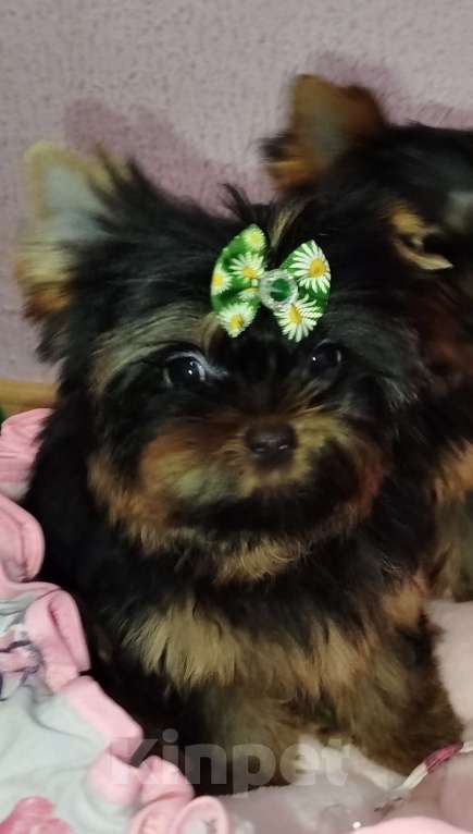 Собаки в Москве: Щенок Йоркширский терьер Мальчик, 65 000 руб. - фото 2