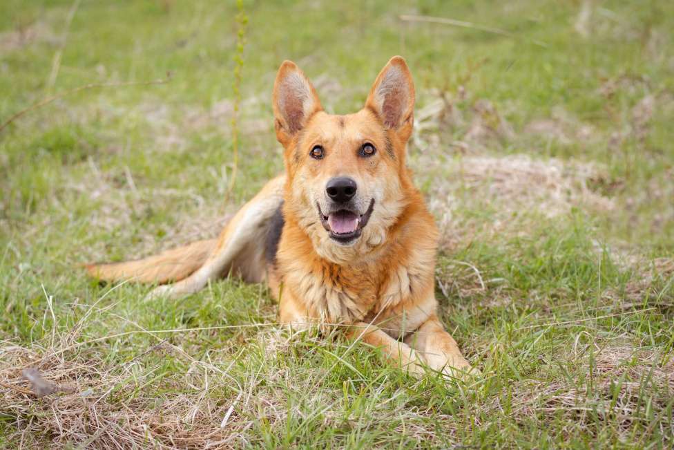 Собаки в Москве: Немецкая овчарка в дар Мальчик, Бесплатно - фото 5