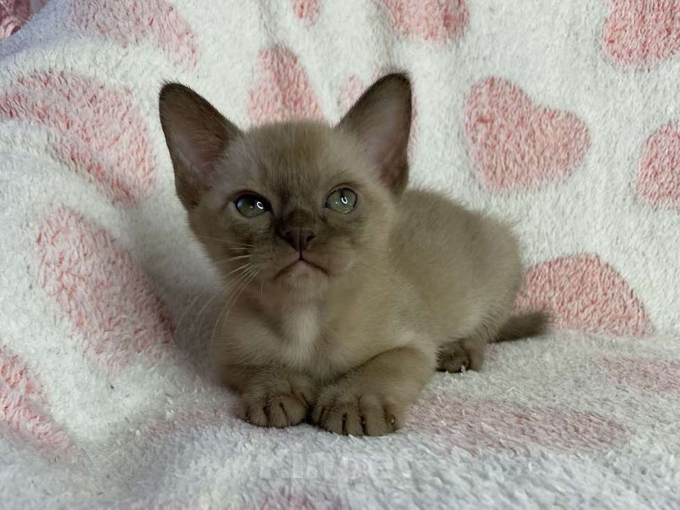 Кошки в Дмитрове: Шоколадный бурманский мальчик Baks Мальчик, 40 000 руб. - фото 1