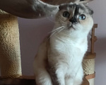 Кошки в Москве: Голубоглазая принцесса Девочка, 8 000 руб. - фото 1