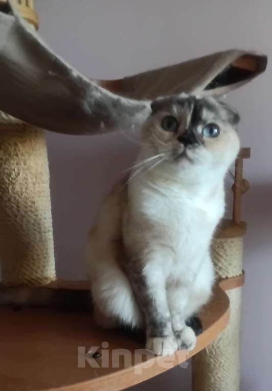 Кошки в Москве: Голубоглазая принцесса Девочка, 8 000 руб. - фото 1