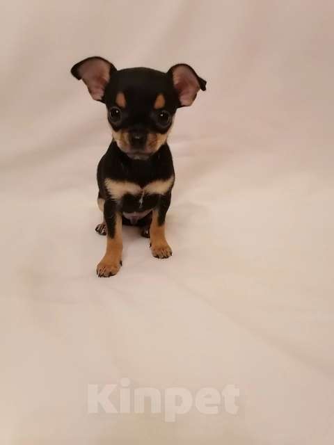 Собаки в Череповце: Щенки чихуахуа Мальчик, 30 000 руб. - фото 4