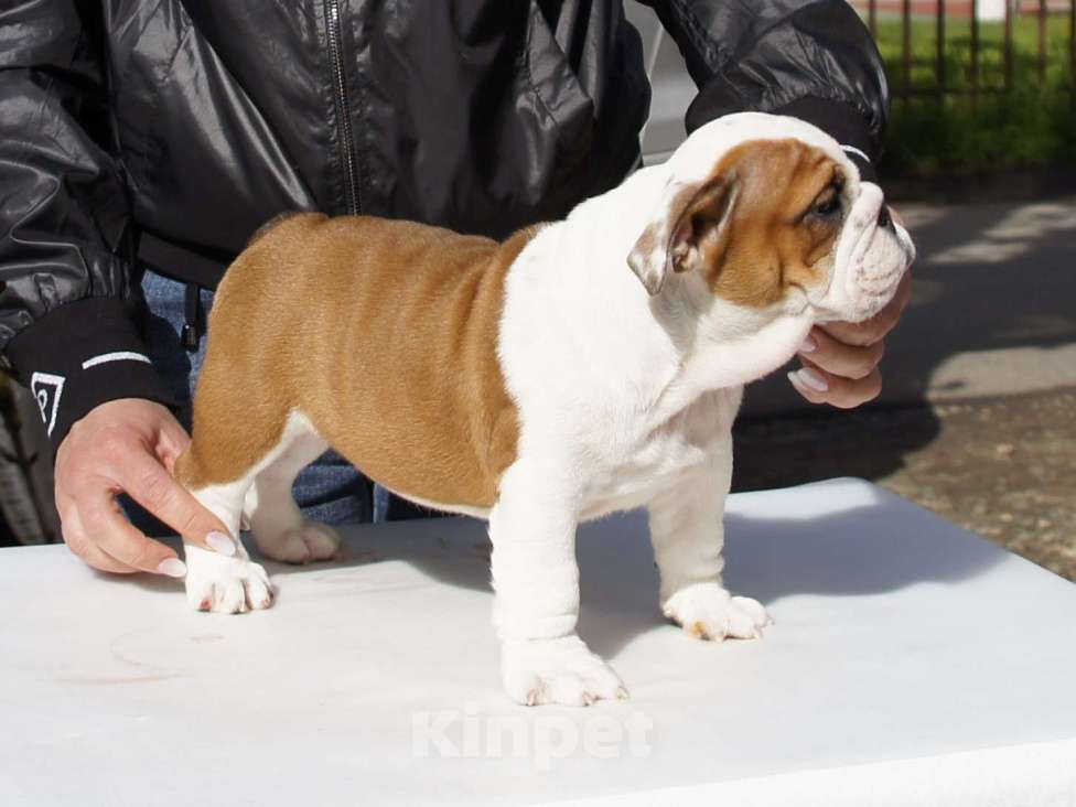 Собаки в Краснодаре: Английский бульдог, алиментная девочка Девочка, 100 000 руб. - фото 2