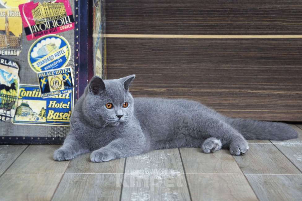 Кошки в Вологде: Британский голубой котенок Мальчик, 35 000 руб. - фото 2