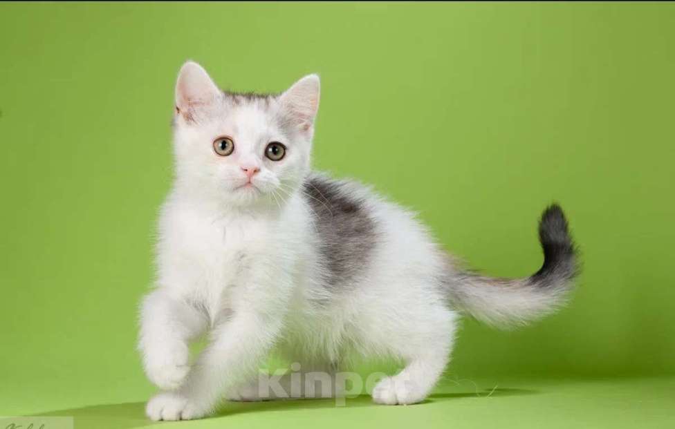 Кошки в Москве: Нарядная шотландская девочка страйт Девочка, 35 000 руб. - фото 1