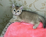 Кошки в Перми: Шотландские котики и кошечки Девочка, 20 000 руб. - фото 2
