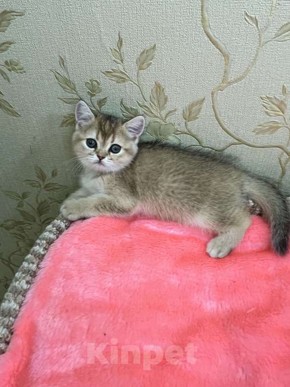 Кошки в Перми: Шотландские котики и кошечки Девочка, 20 000 руб. - фото 2