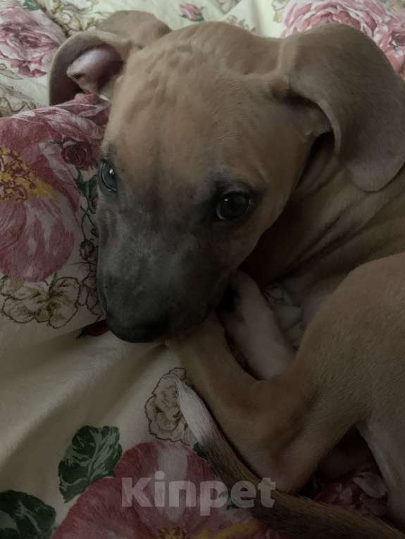 Собаки в Тольятти: Продам щенка питбуля Мальчик, 13 500 руб. - фото 3