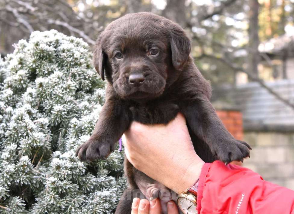 Собаки в Москве: Щенки лабрадора шоколадные  Девочка, Бесплатно - фото 6