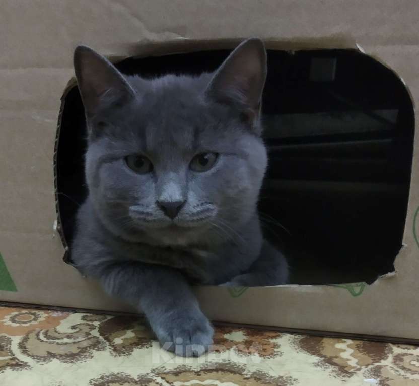 Кошки в Москве: Семён Семёныч  Мальчик, Бесплатно - фото 3