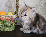 Кошки в Москве: Шотландские  котята  Мальчик, 30 000 руб. - фото 2