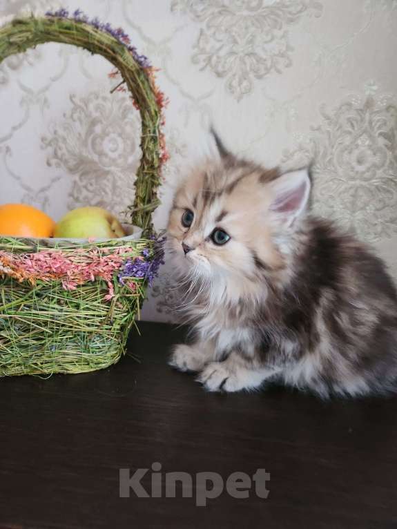 Кошки в Москве: Шотландские  котята  Мальчик, 30 000 руб. - фото 2