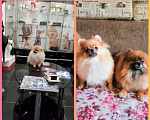 Собаки в Кинели: Померанские шпицы, 1 руб. - фото 2