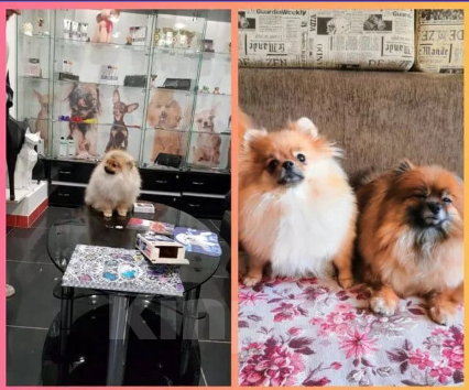 Собаки в Кинели: Померанские шпицы, 1 руб. - фото 2