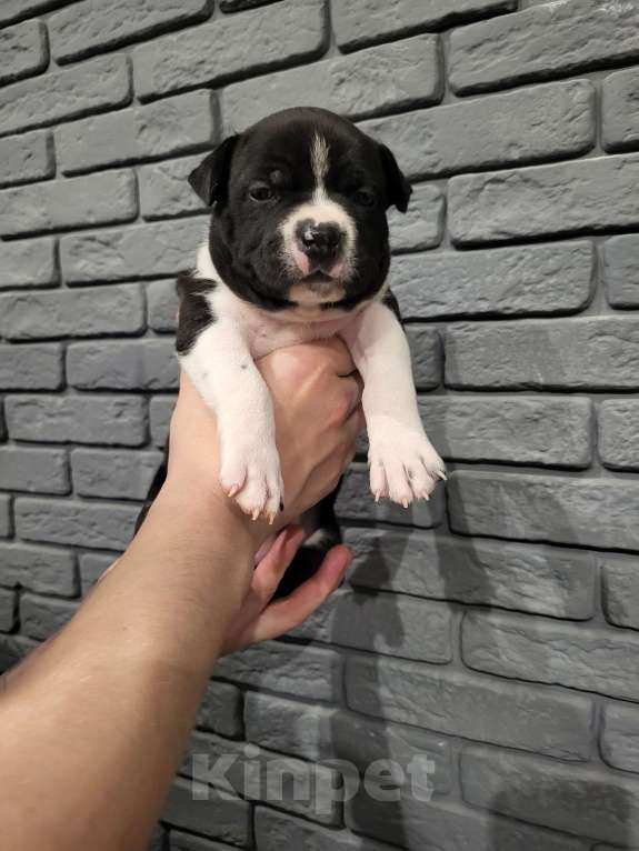 Собаки в других городах Московской области: Щенок стаффордширского терьера  Девочка, 40 000 руб. - фото 3