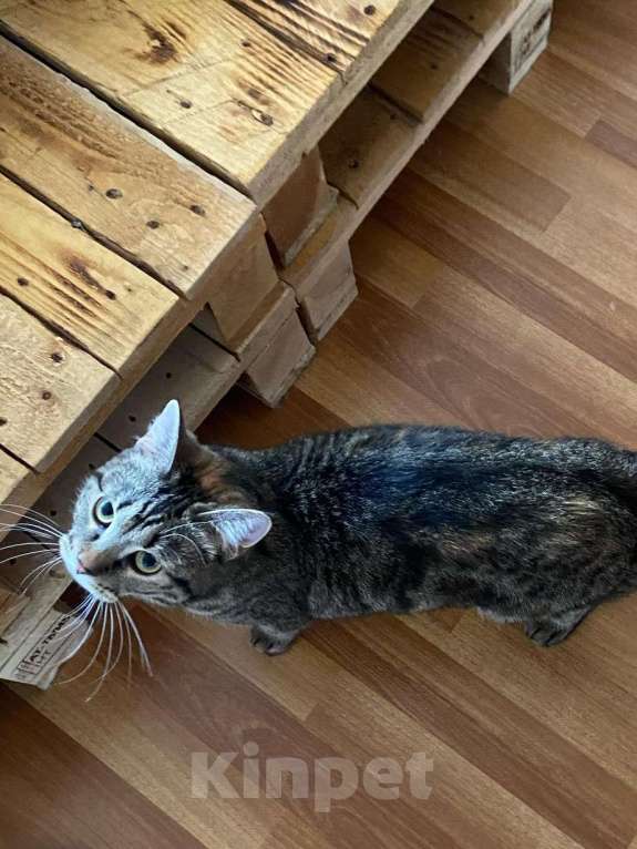 Кошки в Подольске: Отдам кошку в добрые руки  Девочка, Бесплатно - фото 3