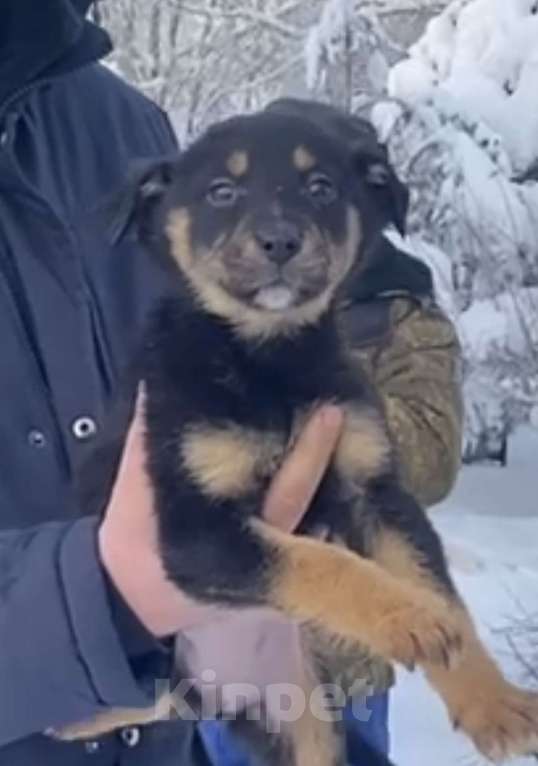 Собаки в Красногорске: Щенок Моника 1,5 месяца в добрые руки  Девочка, Бесплатно - фото 2