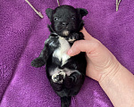 Собаки в Москве: Чёрный йорк мальчик Мальчик, 80 000 руб. - фото 4