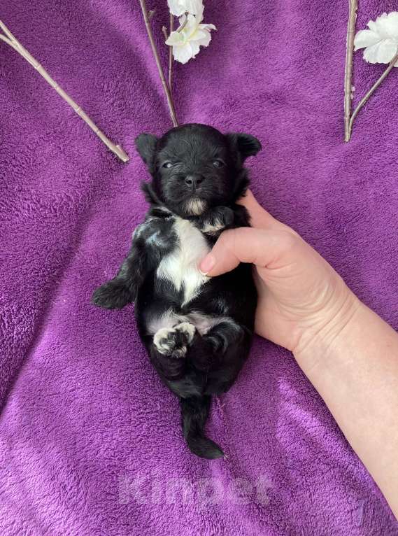 Собаки в Москве: Чёрный йорк мальчик Мальчик, 80 000 руб. - фото 4