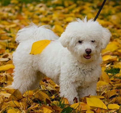 Собака болоньез, или итальянская болонка