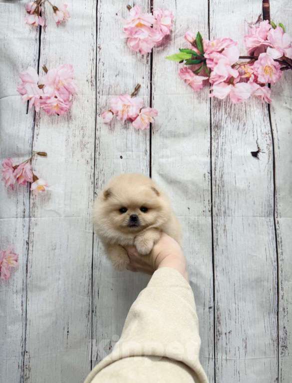 Собаки в Москве: Мальчик крем Мальчик, 30 000 руб. - фото 1