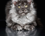 Кошки в других городах Ленинградской области: Котята мей-куна Мальчик, 45 000 руб. - фото 6