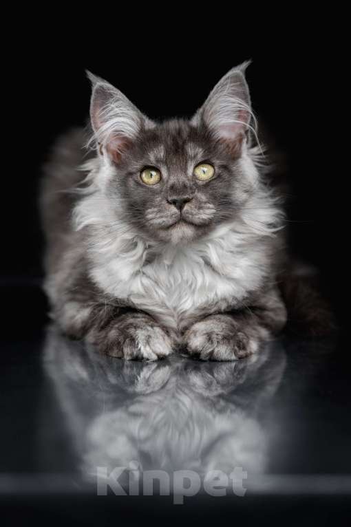 Кошки в других городах Ленинградской области: Котята мей-куна Мальчик, 45 000 руб. - фото 6