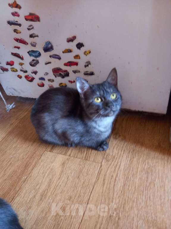 Кошки в Санкт-Петербурге: Бурмиллы, девочки.  Девочка, 5 000 руб. - фото 6