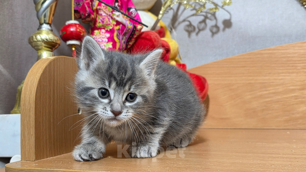 Кошки в других городах Ленинградской области: Курильский бобтейл редкий окрас Девочка, 25 000 руб. - фото 1