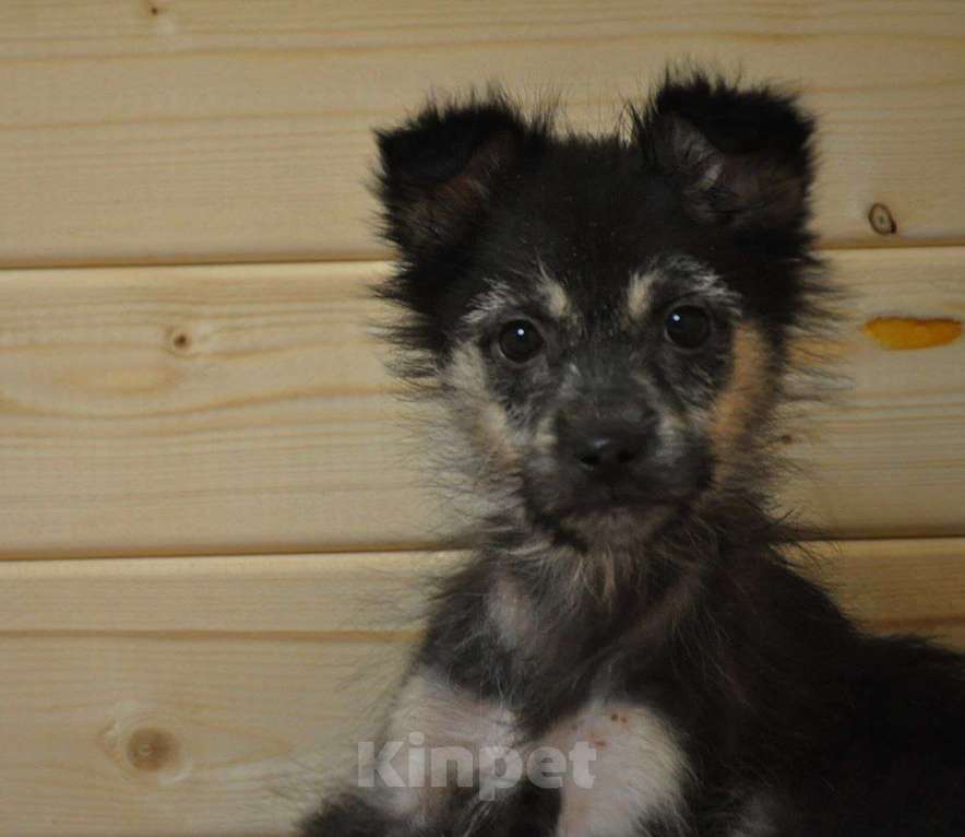 Собаки в Лосином-Петровском: якутята из ледяного подъезда Девочка, Бесплатно - фото 5