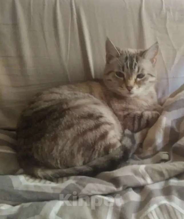 Кошки в Ижевске: В добрые руки Девочка, Бесплатно - фото 1