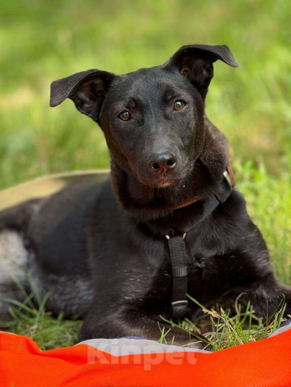 Собаки в Москве: Щенок Кэрри Девочка, Бесплатно - фото 6