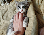 Кошки в Калуге: Котенок Шелдон Мальчик, Бесплатно - фото 5