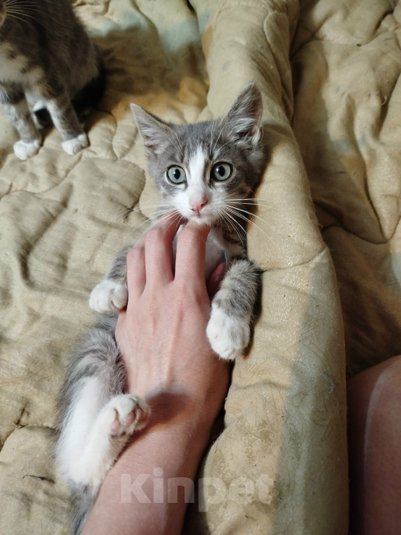 Кошки в Калуге: Котенок Шелдон Мальчик, Бесплатно - фото 5