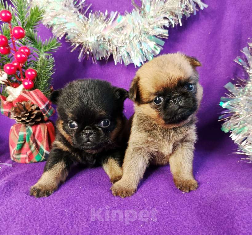 Собаки в Москве: Пти-брабансоны девочки Девочка, 50 000 руб. - фото 1