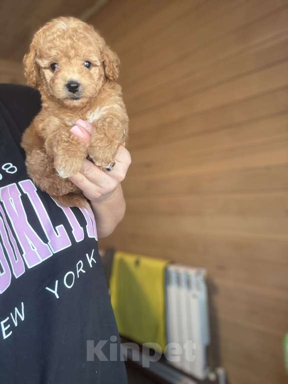 Собаки в Новосибирске: Девочка мини, доставка Девочка, 110 000 руб. - фото 1