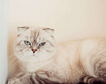 Кошки в Мытищах: Кот на вязку, 3 000 руб. - фото 2