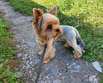 Собаки в Туле: Жених на вязку♡+♡=♡, 2 000 руб. - фото 2