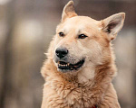 Собаки в Москве: Чудесный парень Арни ищет семью. Мальчик, 10 руб. - фото 7