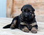 Собаки в Челябинске: В продаже щенки  немецкой овчарки, 20 000 руб. - фото 7