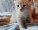 Кошки в Санкт-Петербурге: Котята в добрые руки Разнополые, Бесплатно - фото 2