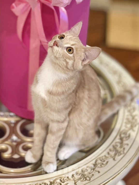 Кошки в Красноярске: 🆘ПОТЕРЯЛСЯ КОТИК! 🐈  Мальчик, 10 000 руб. - фото 9